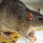 Mengusir Tikus yang Membandel di Rumah